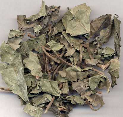 矮地茶图片