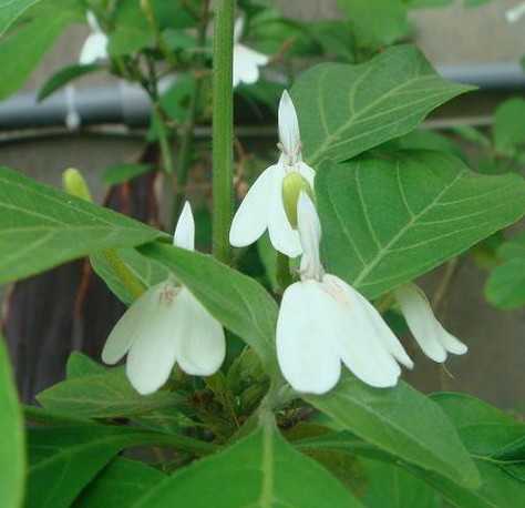 白鹤灵芝草图片