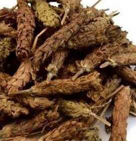 白花草图片