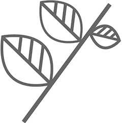 白萝卜图片