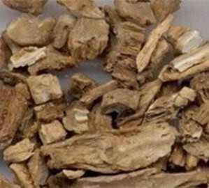 白马骨根图片