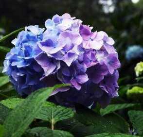 八仙花图片