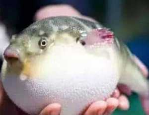 鲃鱼图片