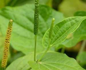 荜茇根图片