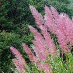 斑茅花图片