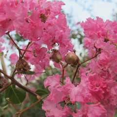 饱饭花图片