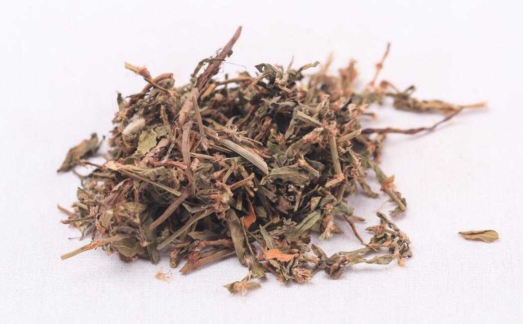 萹蓄图片
