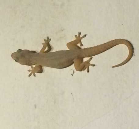 壁虎图片