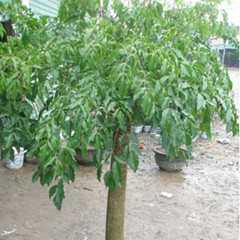 菜豆树图片