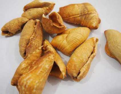 穿山甲图片