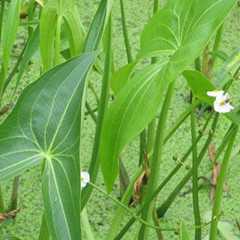 茨菇草图片