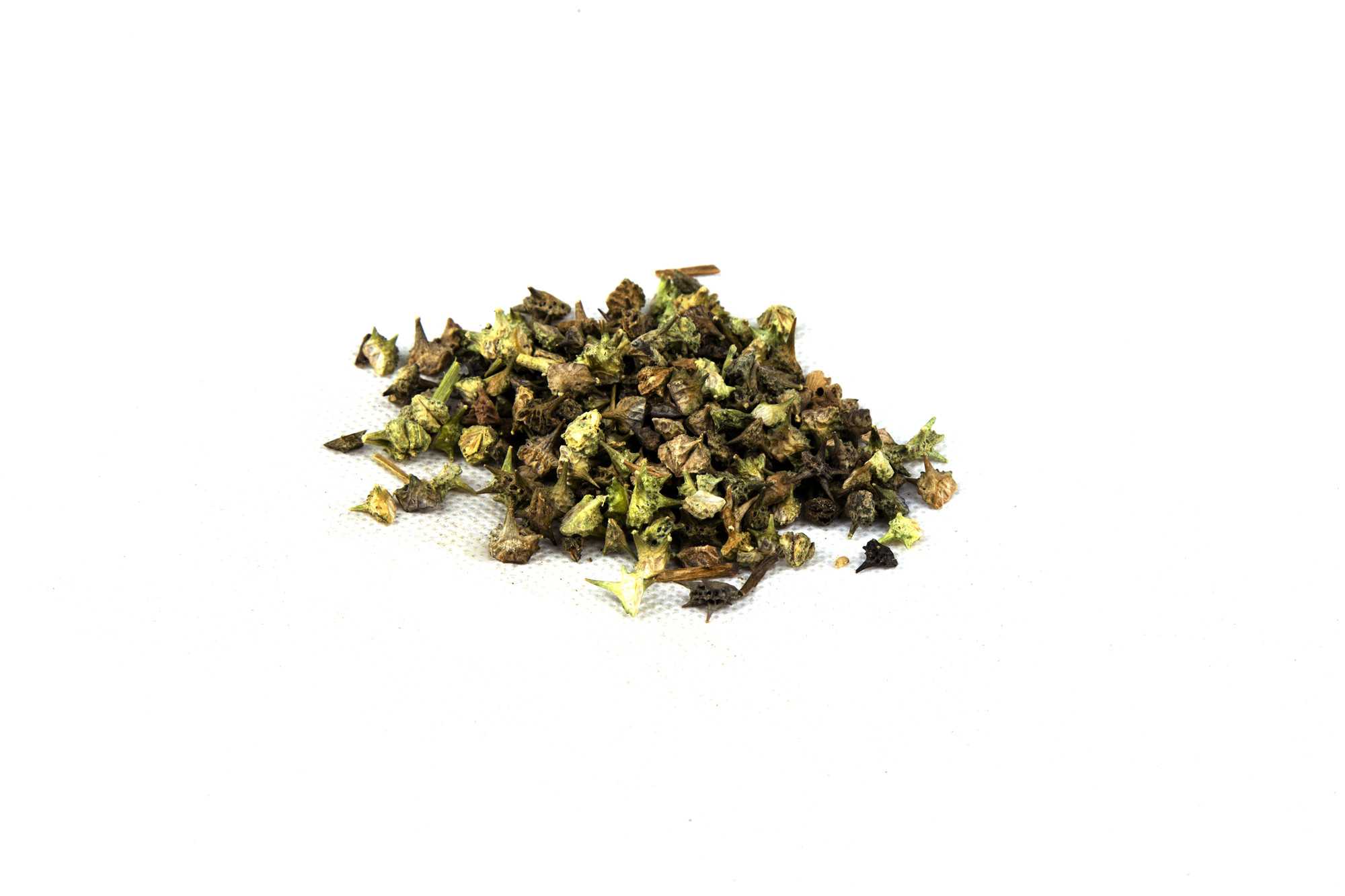 刺蒺藜图片