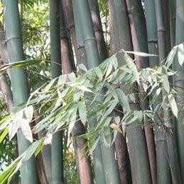慈竹气笋图片