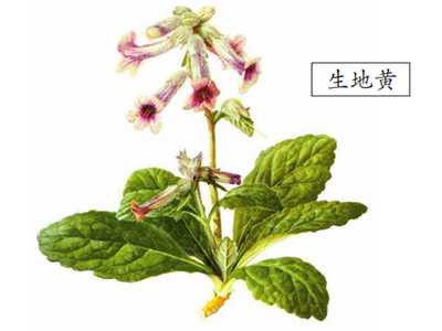 白居易与地黄