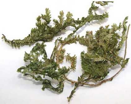 翠云草图片