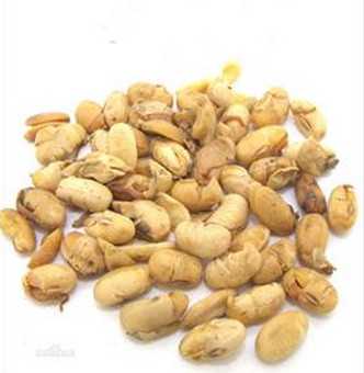 大豆黄卷图片