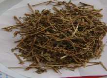 大飞扬草图片
