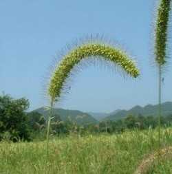大狗尾草