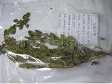 大金牛草图片