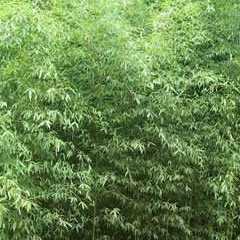 淡竹壳图片