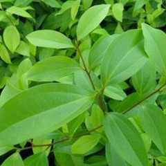 大叶花椒茎叶图片