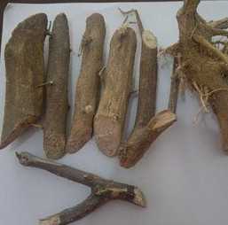 东风橘根