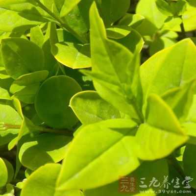 冬青皮图片