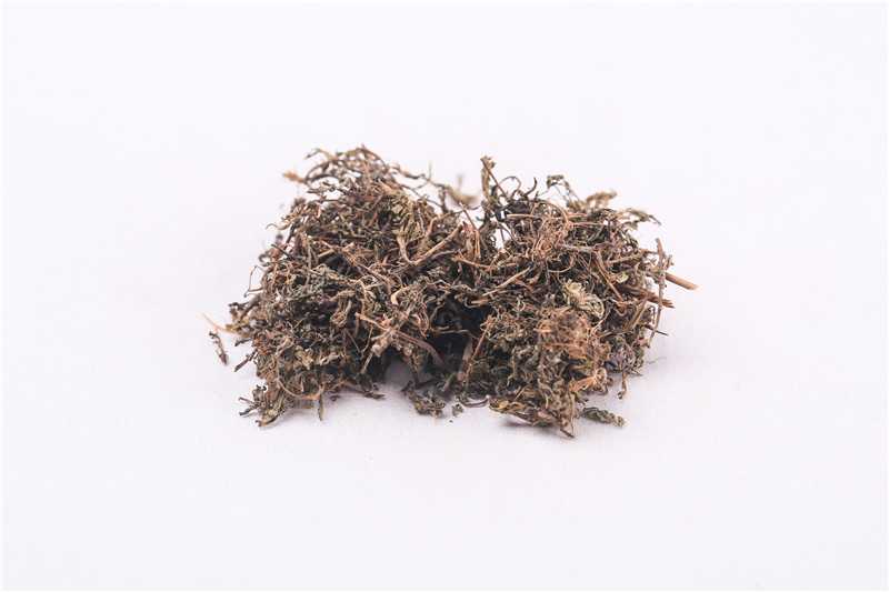 鹅不食草图片