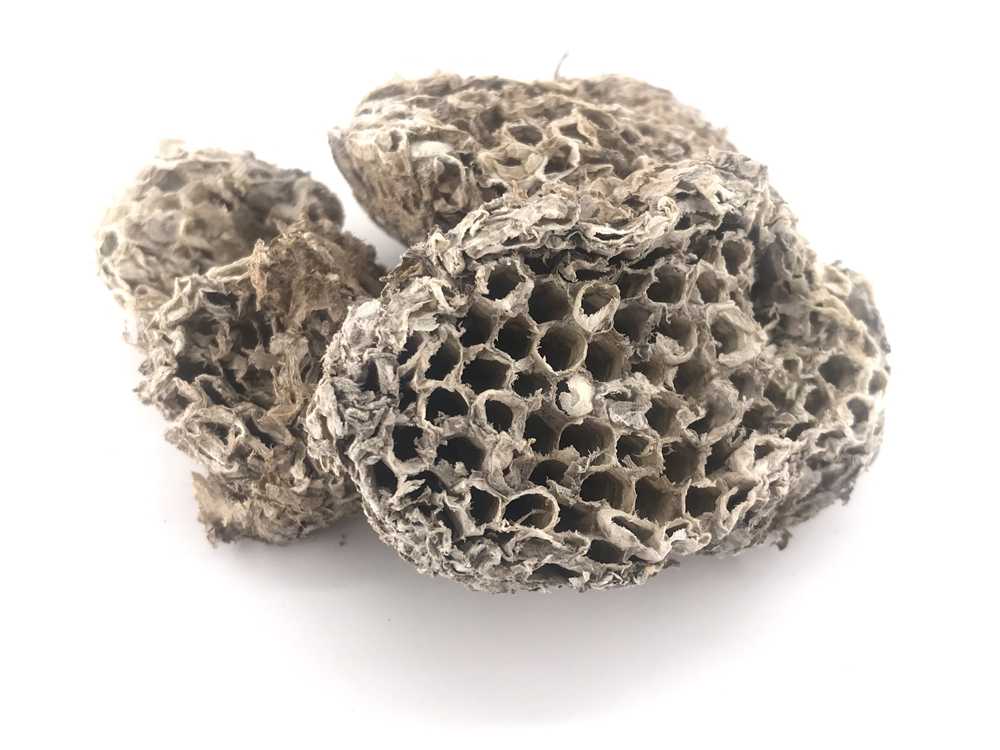 蜂房图片