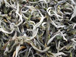 凤尾茶图片
