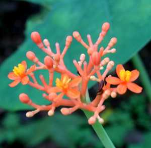 佛肚花图片