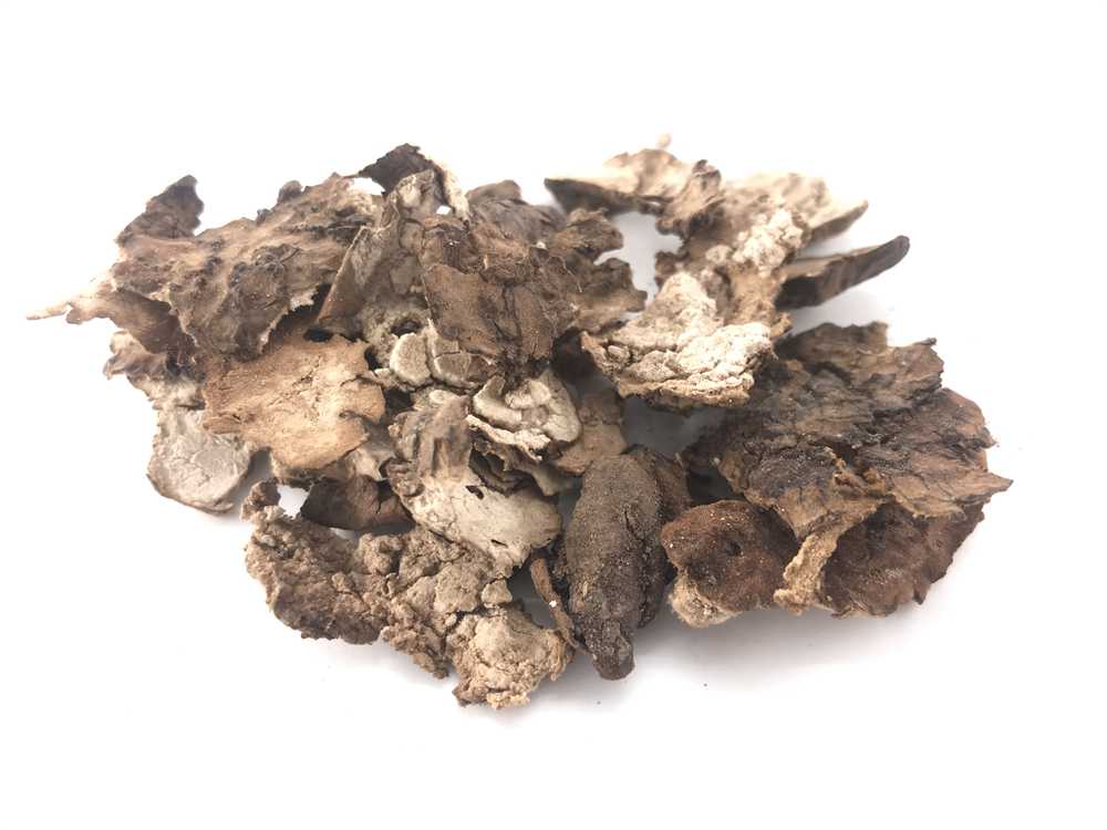 茯苓皮图片