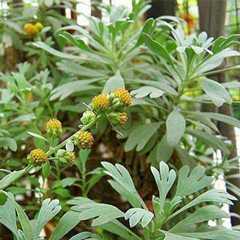 芙蓉菊根图片