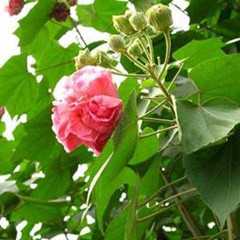 芙蓉叶图片