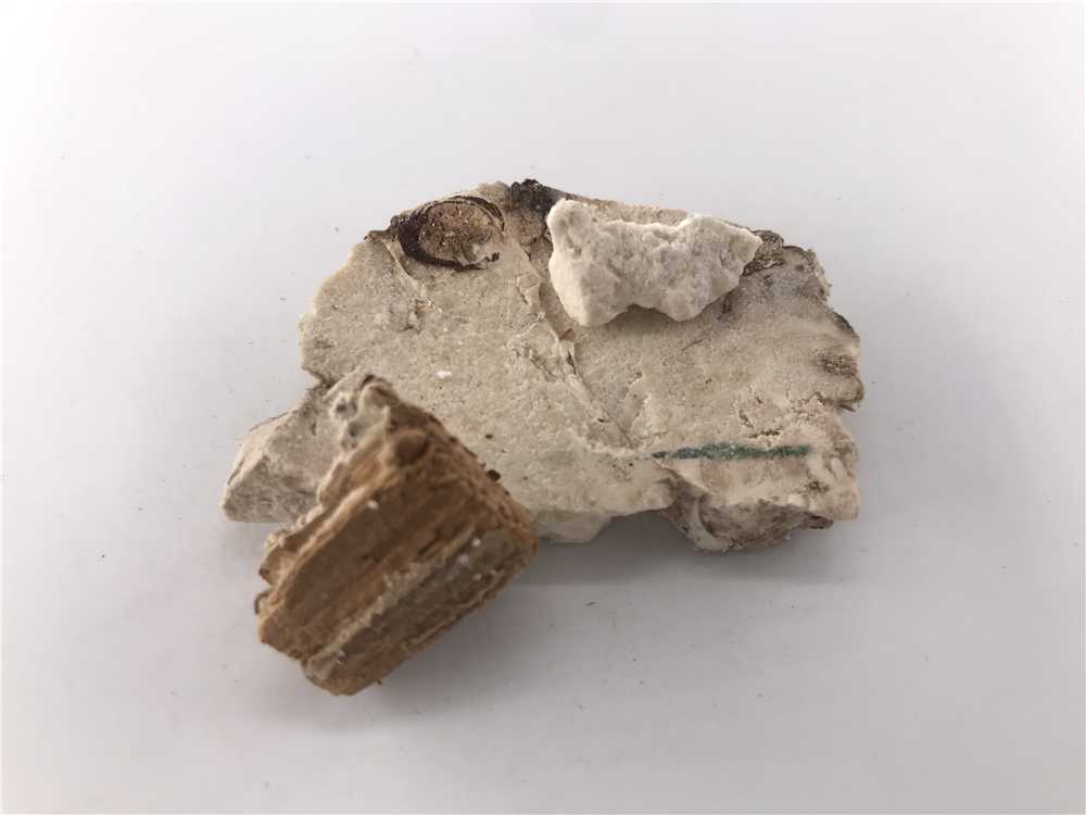 茯神图片