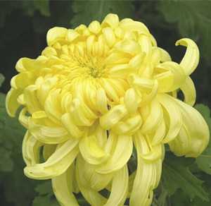 甘菊花露图片