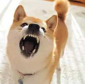 狗齿图片