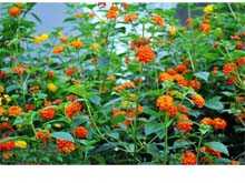 狗屎花图片