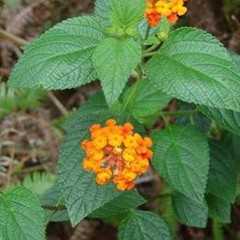 狗屎花根图片