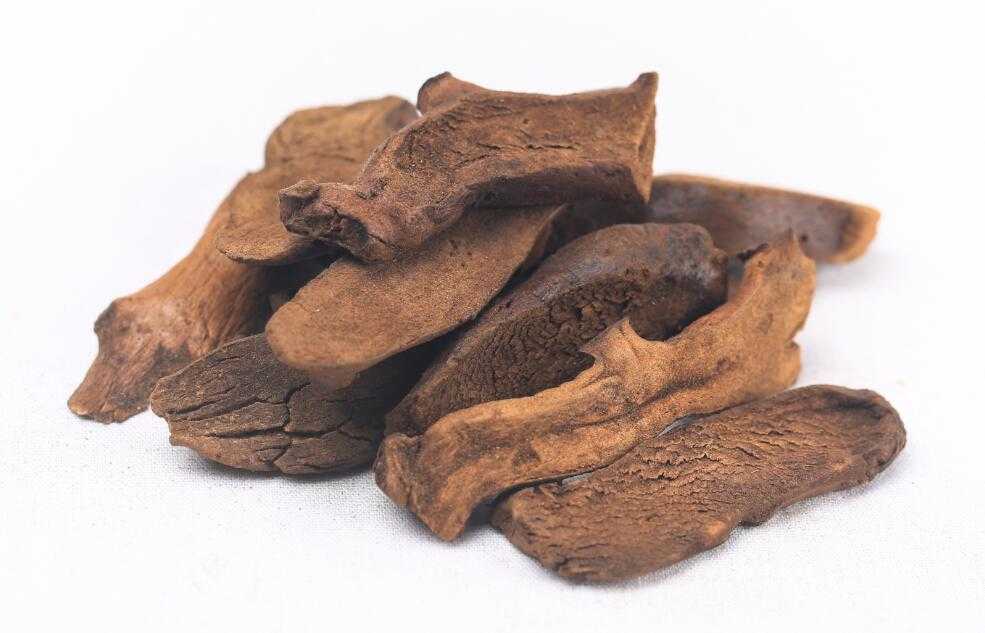 骨碎补图片