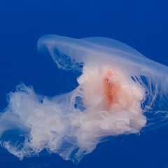 海蜇图片