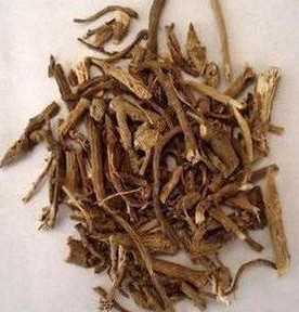 含羞草根