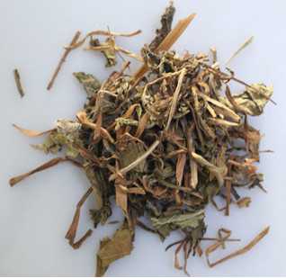 鹤草芽图片