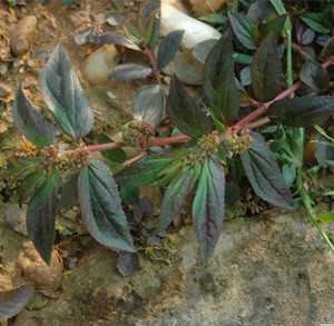 滑背草鞋图片