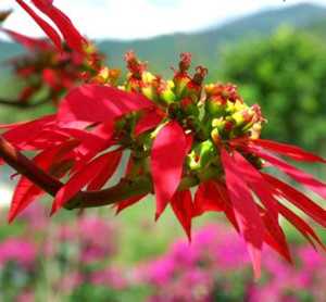 花红叶图片