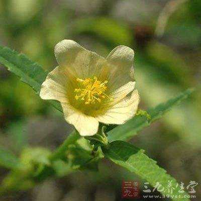黄花地桃花图片