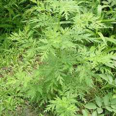 黄花蒿图片