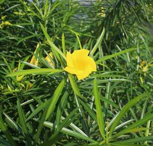 黄花夹竹桃叶