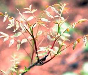 黄练芽图片