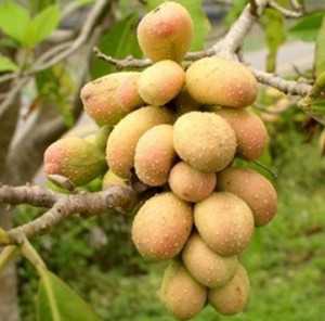 黄缅桂果